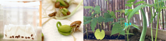 Grow some beans!